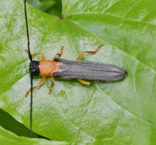 Oberea pupillata